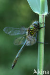 Smaragdlibel (Cordulia aenea)