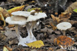 Chicken run funnel (Clitocybe phaeophthalma)