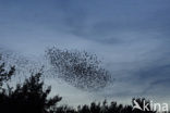 Spreeuw (Sturnus vulgaris)