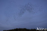 Spreeuw (Sturnus vulgaris)