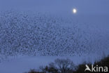 Spreeuw (Sturnus vulgaris)