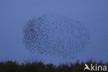 Spreeuw (Sturnus vulgaris)