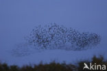 Spreeuw (Sturnus vulgaris)