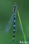 Variabele waterjuffer (Coenagrion pulchellum)