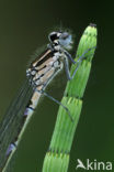 Variabele waterjuffer (Coenagrion pulchellum)