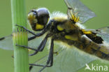 Viervlek (Libellula quadrimaculata)