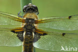 Viervlek (Libellula quadrimaculata)