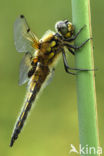 Viervlek (Libellula quadrimaculata)