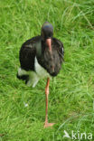 Zwarte Ooievaar (Ciconia nigra)