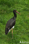 Zwarte Ooievaar (Ciconia nigra)