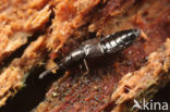 Atheta atramentaria