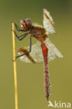 Bandheidelibel (Sympetrum pedemontanum) 