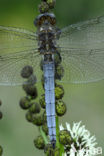 Beekoeverlibel (Orthetrum coerulescens) 