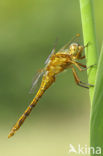 Beekoeverlibel (Orthetrum coerulescens) 