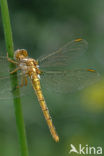 Beekoeverlibel (Orthetrum coerulescens) 