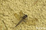 Beekoeverlibel (Orthetrum coerulescens) 