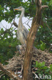 Blauwe Reiger (Ardea cinerea)