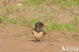 Boerenzwaluw (Hirundo rustica) 