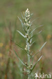 Bosdroogbloem (Gnaphalium sylvaticum) 