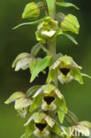 Brede wespenorchis (Epipactis helleborine)