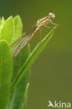 Bruine winterjuffer (Sympecma fusca) 