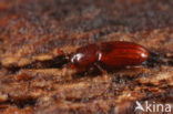 Cerylon ferrugineum