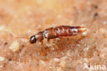 Dexiogyia corticina