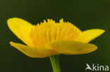 Dotterbloem (Caltha palustris)