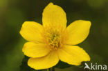 Dotterbloem (Caltha palustris)