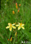 Fraai hertshooi (Hypericum pulchrum) 