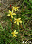 Fraai hertshooi (Hypericum pulchrum) 