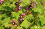 Gevlekte dovenetel (Lamium maculatum)