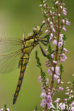 Gewone oeverlibel (Orthetrum cancellatum)