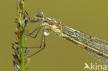 Gewone pantserjuffer (Lestes sponsa)