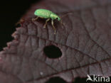 Groene snuitkever (Phyllobius argentatus)