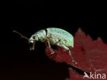 Groene snuitkever (Phyllobius argentatus)