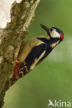 Grote Bonte Specht (Dendrocopos major)