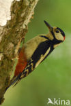 Grote Bonte Specht (Dendrocopos major)