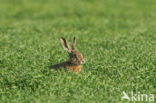 Haas (Lepus europaeus)