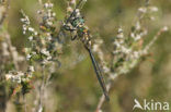 Hoogveenglanslibel (Somatochlora arctica) 