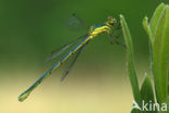 Houtpantserjuffer (Lestes viridis)