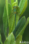 Houtpantserjuffer (Lestes viridis)