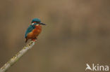 IJsvogel (Alcedo atthis)