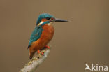 IJsvogel (Alcedo atthis)