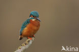 IJsvogel (Alcedo atthis)