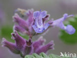 Kattenkruid (Nepeta x faassenii)