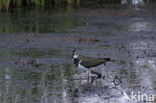 Kievit (Vanellus vanellus)