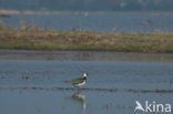 Kievit (Vanellus vanellus)