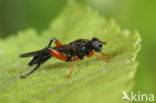 Kleine rooddij-bladloper (Chalcosyrphus valgus)