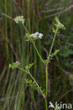 Kleine watereppe (Berula erecta)